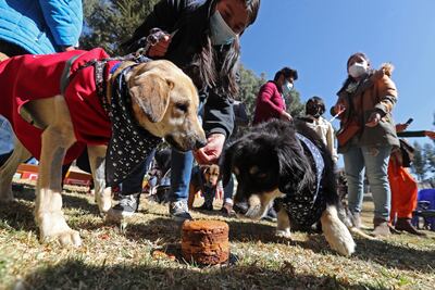 Los canes se sienten atraídos por comidas en descomposición por su ancestral instinto que proviene de los lobos.