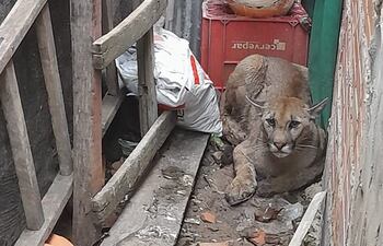 Puma rescatado de una vivienda en Villa Hayes.