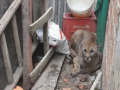 Puma rescatado de una vivienda en Villa Hayes.
