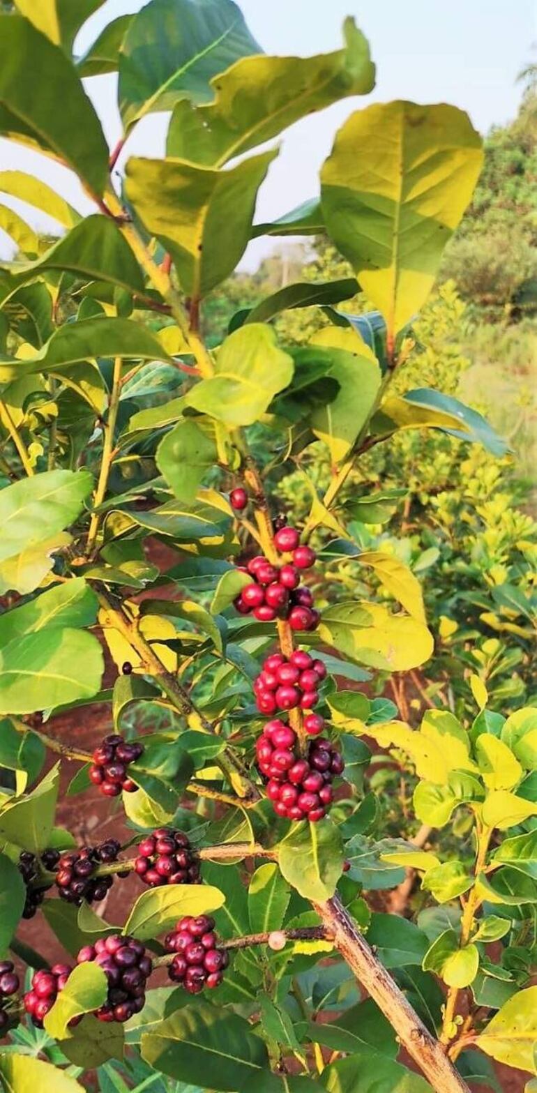 Frutos de la yerba mate que cultivan las mujeres.