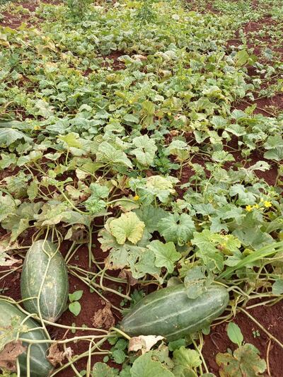 Parcelas de melones con las hojas visiblemente afectadas por la excesiva humedad.