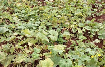 Parcelas de melones con las hojas visiblemente afectadas por la excesiva humedad.