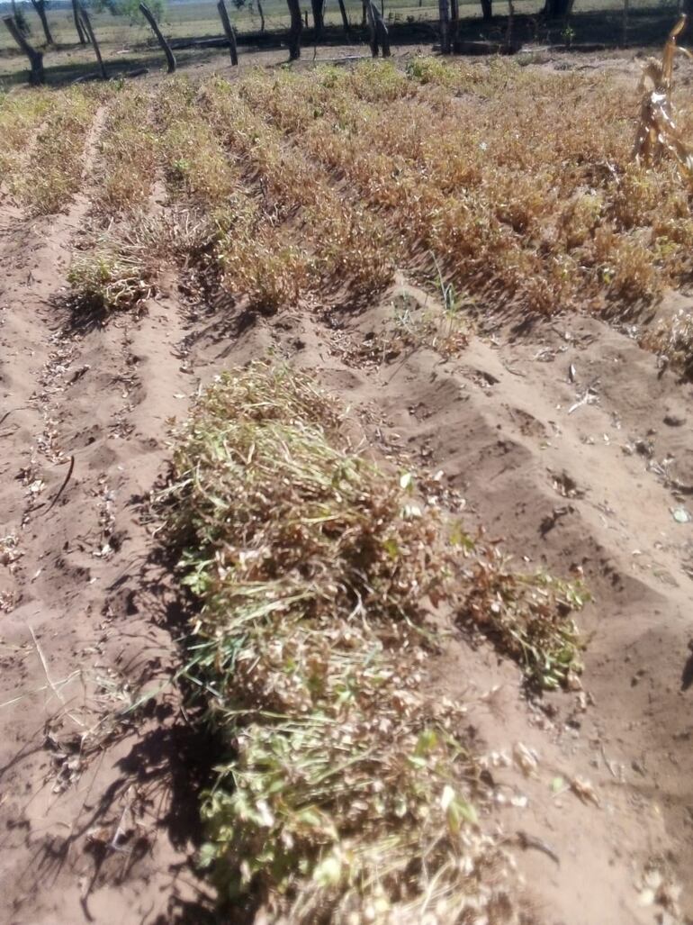 Plantación de maní, perdida a causa de la sequía