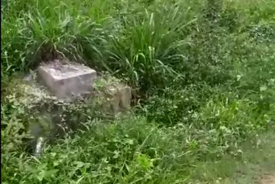 Un predio abandonado en Limpio lleno de malezas.