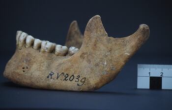 Una mandíbula en los que se localizó la cepa corresponden a un cazador-recolector de unos 20 o 30 años, a quien se ha denominado como RV 2039. Fue excavada a finales del siglo XIX en la región Rinnukalns, que coincide con la actual Letonia.