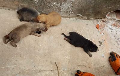 Los cachorros fueron arrojados a 25 metros de profundidad. Nacieron hace unos ocho días.