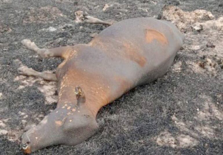 Triste víctima del incontrolable incendio en zona de Laureles.