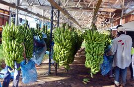 La producción de banana es vital para este municipio.