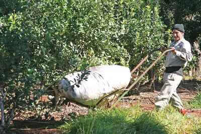 La provincia de Misiones es la principal productora de yerba mate, en Argentina.