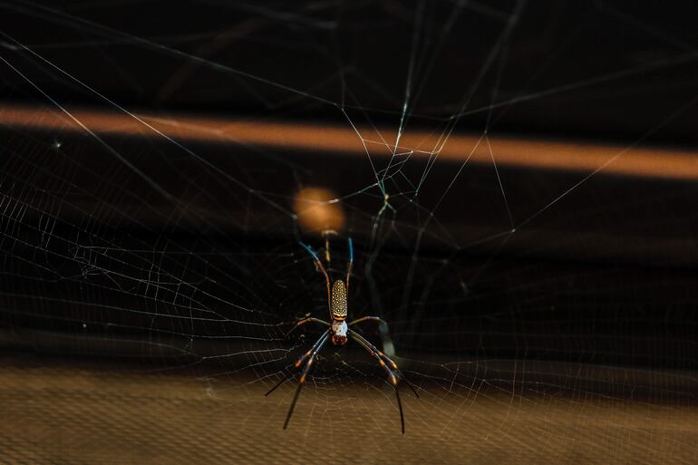 Una araña en la Isla Campichuelo del río Uruguay en la Provincia de Entre Ríos (Argentina). 