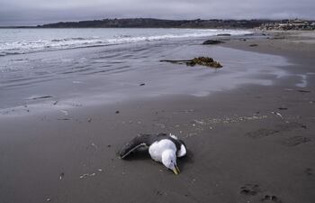 Una gaviota muerta en la playa la Boca de Concón, el 12 de abril de 2023, en la Región de Valparaíso (Chile). La costa suramericana del Pacífico ha devenido en las últimas semanas en un triste y peligroso camposanto animal plagado de miles de cadáveres de lobos marinos, pingüinos y otras aves víctimas de un agudo brote de gripe aviar que amenaza con provocar un desastre ambiental en especies marinas autóctonas de la región.