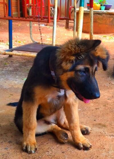 Sus amiguitas de juego lo extrañan.