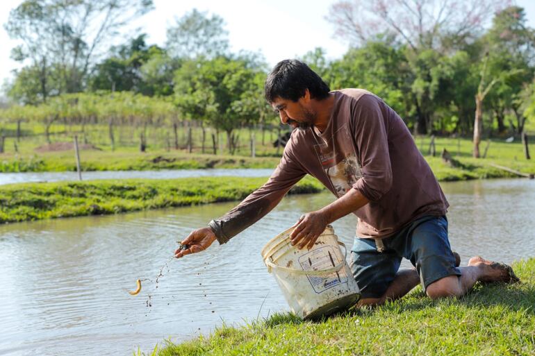 Federico Aquino Báez y Amalia Fariña, oriundos del distrito de General Morínigo, departamento de Caazapá, que hace poco más de tres años comenzaron con la cría de tilapias para cría y engorde en un estanque de su propiedad.
