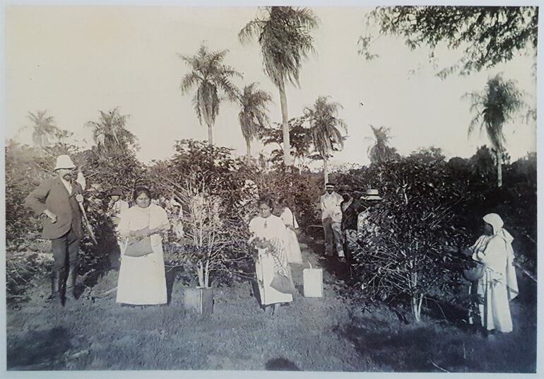 Colonos alemanes fueron los primeros en cultivar café en nuestro país.