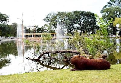 En el parque Manuel Ortiz Guerrero habitan carpinchos y otros animales silvestres, que conviven pacíficamente con los humanos.