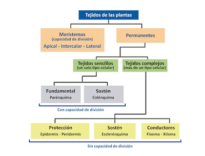 Tejidos de las plantas.