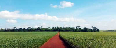 La producción de soja este año presenta perspectivas de buenos rendimientos, debido al buen desarrollo general de los cultivos, por adecuadas  lluvias caídas.