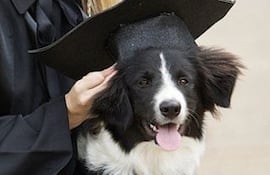 El border collie tiene un temperamento lleno de energía, su instinto y el perfil de su raza lo impulsan a desarrollar una incansable caminata, corrida y desafíos o juegos. Tiene fama de inteligente y es probable que al verlo te convenza enseguida de que es perfecto como mascota.