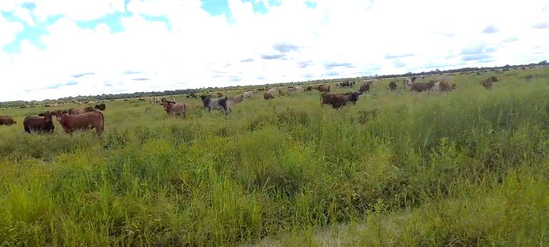 Así se encuentran los campos ganaderos en el Alto Paraguay, tras las lluvias que se vienen registrando en la zona.