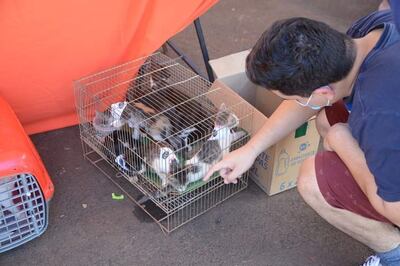 Más de 40 mascotas encontraron un hogar durante la feria "Adoptá un amigo".