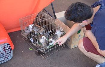 La edición anterior se realizó con éxito, donde perros y gatos encontraron una familia que los adopte.