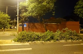 Otro lapacho que podan en el barrio.