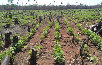 Esta parcela de sésamo en etapa de floración corresponde a un reductor del distrito de Guayaybi.