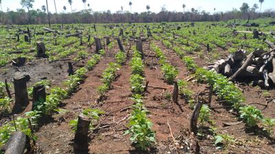 Esta parcela de sésamo en etapa de floración corresponde a un reductor del distrito de Guayaybi.