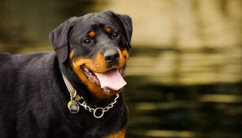 El perro de raza Rottweiler, corren un riesgo mayor en contraer la enfermedad.