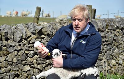 El primer ministro británico Boris Johnson alimenta a una ovejita en la granja Moor .