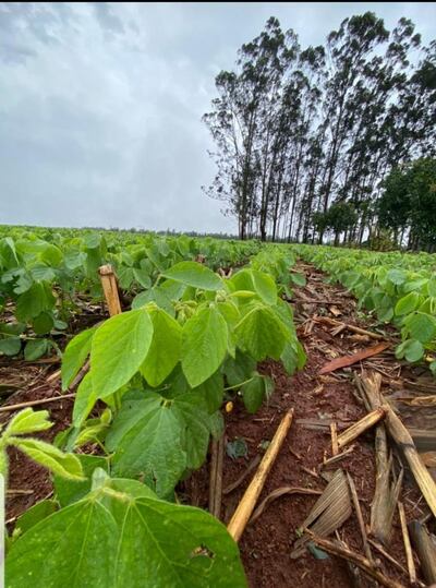 Parcela de soja con buen desarrollo inicial, difundida en las redes sociales, por Vilmar Da