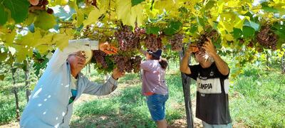 Don Alejandro Pereira, con su familia, comienzan a cosechar las primeras 500 cajas de uva que lograron vender hoy.