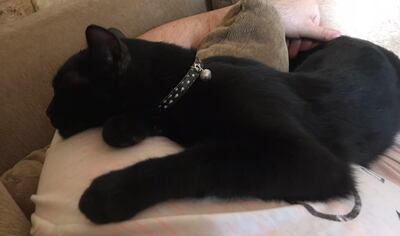 Fue visto hace cinco días en San Lorenzo.