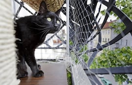 Los gatos negros suelen llevar el estigma injusto de que son portadores de mala suerte, además de otras falsas creencias asociadas al color de su pelaje que le dan “mala fama”.