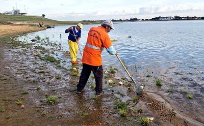 Unos diez funcionarios son los encargados de la limpieza de la ribera del río Paraguay en la zona de la Costanera.