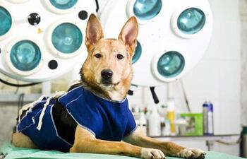 La castración ayuda a la disminución de enfermedades como cáncer de próstata en machos y tumores en las hembras.