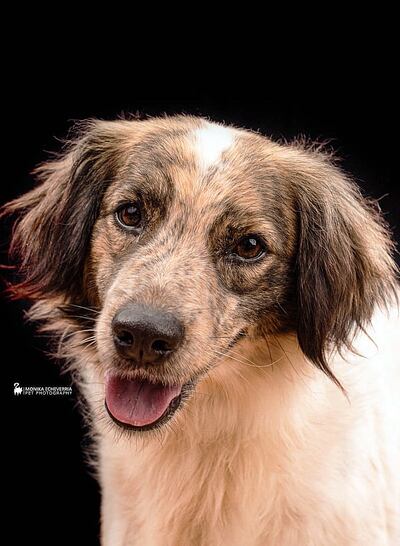 Donatello se encuentra en perfectas condiciones para un nuevo hogar.