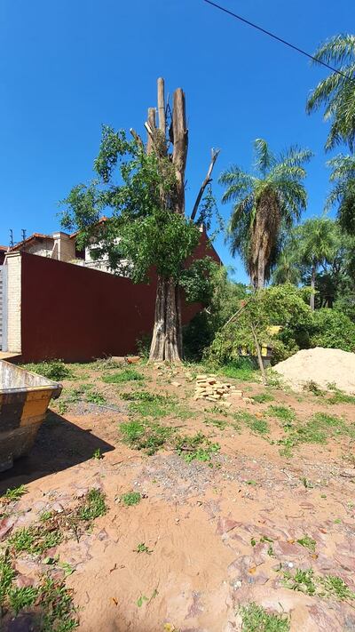 La poda drástica de un árbol puede dañarlo irreparablemente.