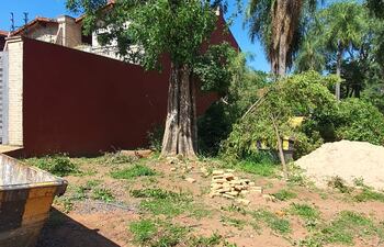 La poda drástica de un árbol puede dañarlo irreparablemente.