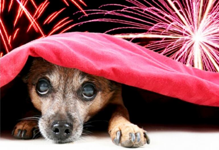 Acostumbrarles a usar collares identificatorios en caso de que se pierdan y prepararse para los días de fiesta donde es frecuente el uso de pirotecnia.