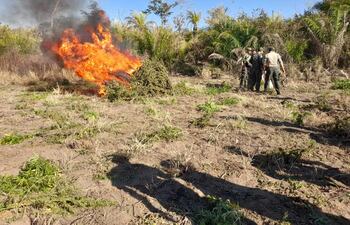 Un grupo de militares proceden a la quema de plantas de la droga, que fueron amontonadas en medio de la parcela destruida.