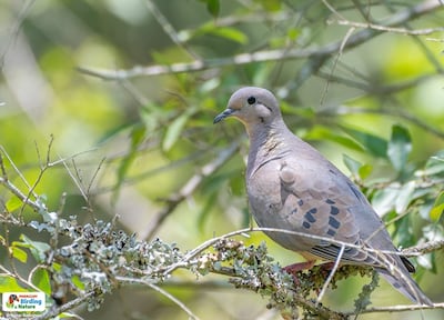 Mbairari (Zenaida auriculata virgata), fotografía gentileza de Oscar Rodríguez (Paraguay Birding & Nature), CON - Paraguay