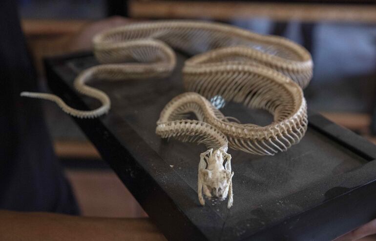 Un esqueleto de boa constrictor en la casa del coleccionista José Delgadillo, en la ciudad de Matagalpa (Nicaragua). 