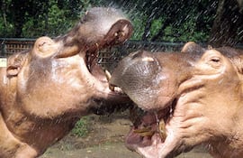 En los años ochenta, el capo de la droga adquirió una pareja de hipopótamos, enormes animales semiacuáticos, para su zoológico personal.