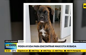 Piden ayuda para encontrar mascota robada en el barrio Itá Enramada