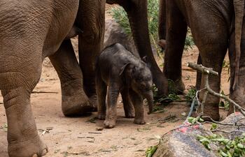 Un equipo científico chileno-español ha descubierto restos fósiles de gonfoterios, parientes extinguidos de los elefantes actuales que vivieron hace más de 12.000 años, cerca del Lago Taguatagua, en Chile central. (FOTO ILUSTRATIVA)