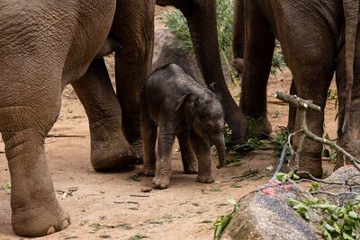 Un equipo científico chileno-español ha descubierto restos fósiles de gonfoterios, parientes extinguidos de los elefantes actuales que vivieron hace más de 12.000 años, cerca del Lago Taguatagua, en Chile central. (FOTO ILUSTRATIVA)