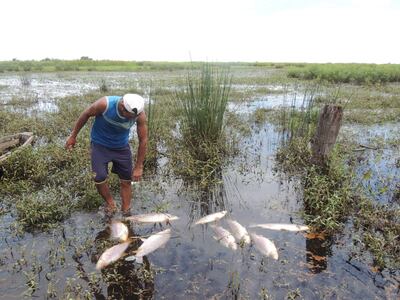 Mueren peces del arroyo Mbutuy en 25 de Diciembre.