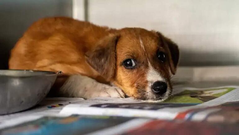 También otros de problemas alérgicos que sufren las mascotas tienen que ver con los problemas alimenticios o problemas medioambientales como los ácaros del polvo o substancias que entran en contacto con el animal.