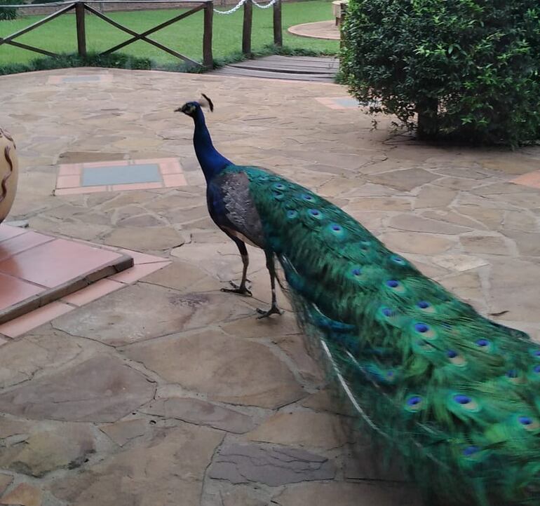 Un pavo real pasea libremente en la Granja Hotel Vy'aha.